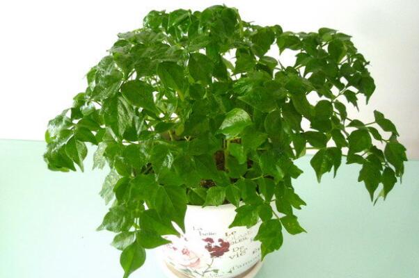 幸福樹和富貴樹的區(qū)別，葉子大是的富貴樹（4種區(qū)分方法）