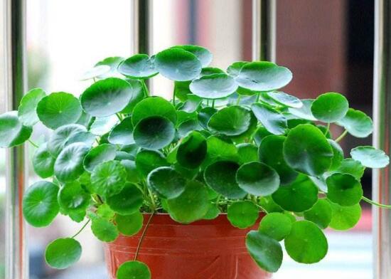 銅錢草怎么養(yǎng)比較茂盛，銅錢草的養(yǎng)殖方法