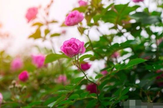 薔薇花花期，薔薇花在哪個季節(jié)開