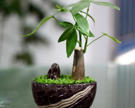 如何讓發(fā)財樹發(fā)芽，發(fā)財樹發(fā)芽方法