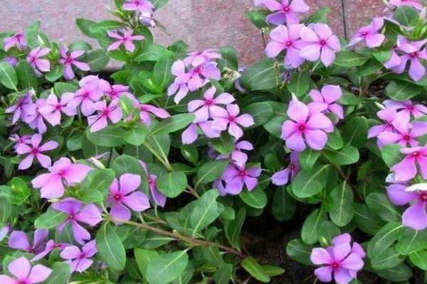 長春花發(fā)芽后怎么養(yǎng)護