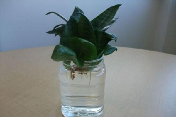水培虎皮蘭怎么過冬，虎皮蘭安全越冬5大要點(diǎn)