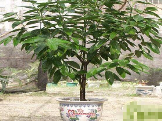 平安樹圖片，平安樹開花圖片