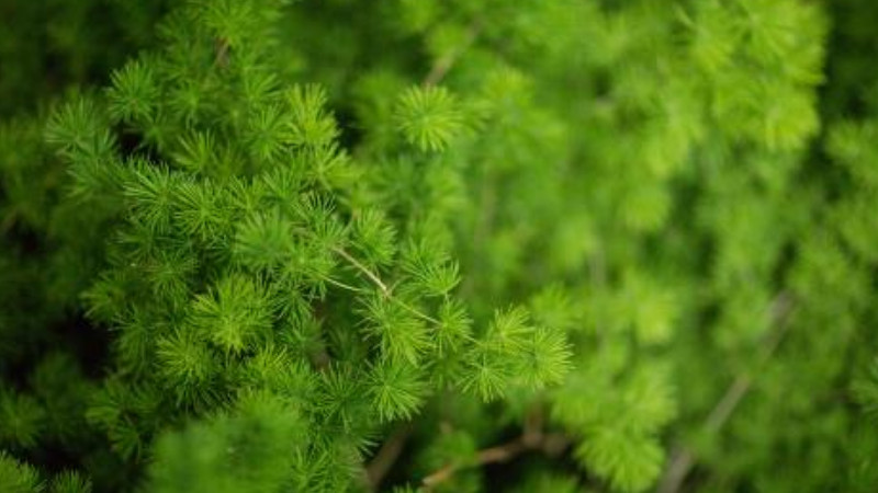 蓬萊松花語(yǔ)