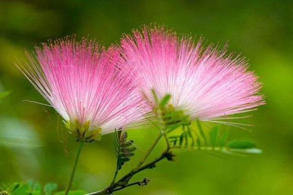 合歡樹開花是在哪個節(jié)氣
