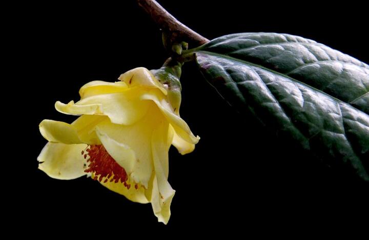 金茶花的養(yǎng)殖方法，三種方法讓金茶花長(zhǎng)勢(shì)喜人
