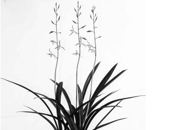 十種名貴的蘭花品種，素冠荷鼎拍出千萬(wàn)高價(jià)