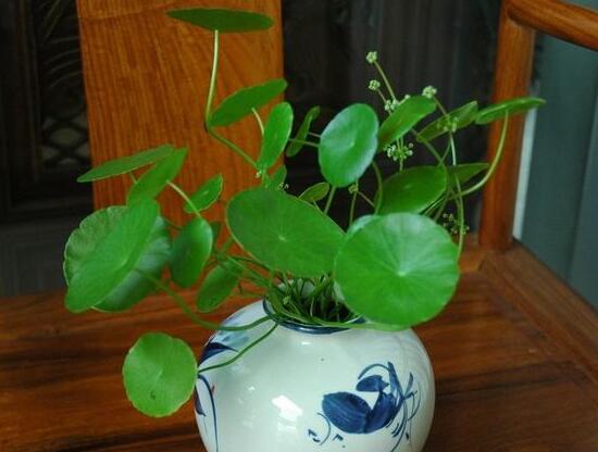 銅錢(qián)草會(huì)開(kāi)花嗎，銅錢(qián)草的花語(yǔ)是什么