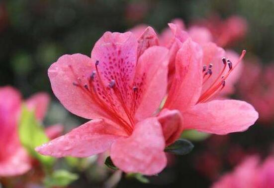 杜鵑花怎么換盆，老農(nóng)教你三個(gè)簡(jiǎn)單易學(xué)方法