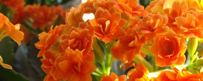 長(zhǎng)壽花扦插小苗怎么養(yǎng)