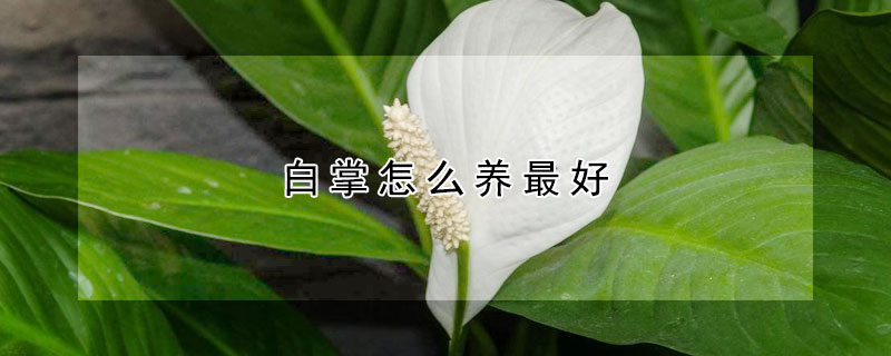 白掌怎么養(yǎng)最好