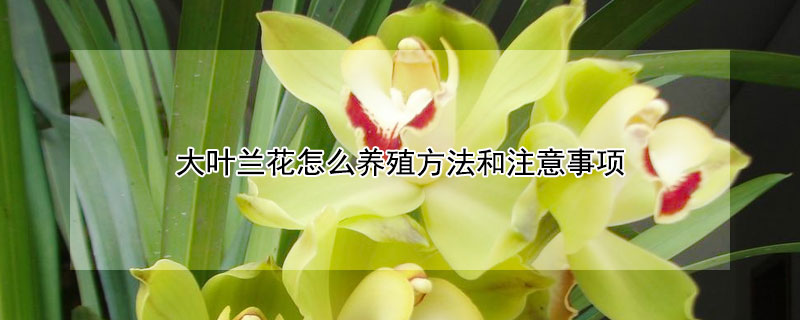 大葉蘭花怎么養(yǎng)殖方法和注意事項