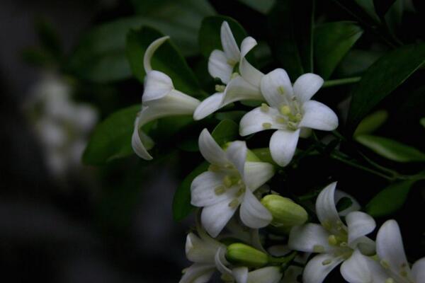 怎么讓九里香開花，5個(gè)要點(diǎn)可讓它的花開得更旺、更久