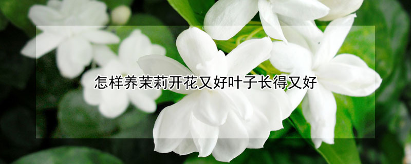 怎樣養(yǎng)茉莉開(kāi)花又好葉子長(zhǎng)得又好