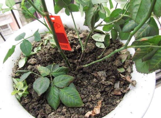 月季花葉子枯萎原因，月季花葉子枯萎了怎么辦
