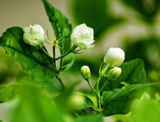 茉莉花的養(yǎng)殖方法和注意事項(xiàng)，老農(nóng)總結(jié)最實(shí)用八大養(yǎng)殖方法