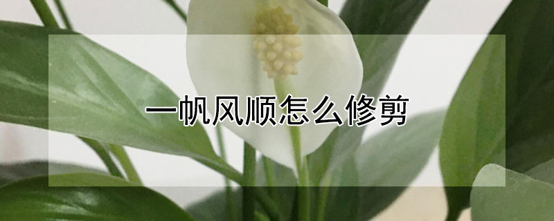 一帆風(fēng)順怎么修剪