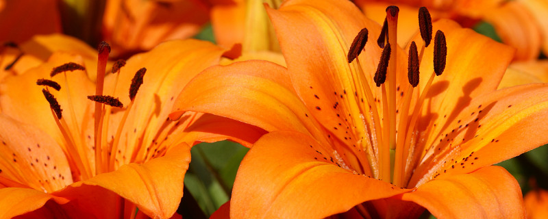 火百合花語(yǔ)