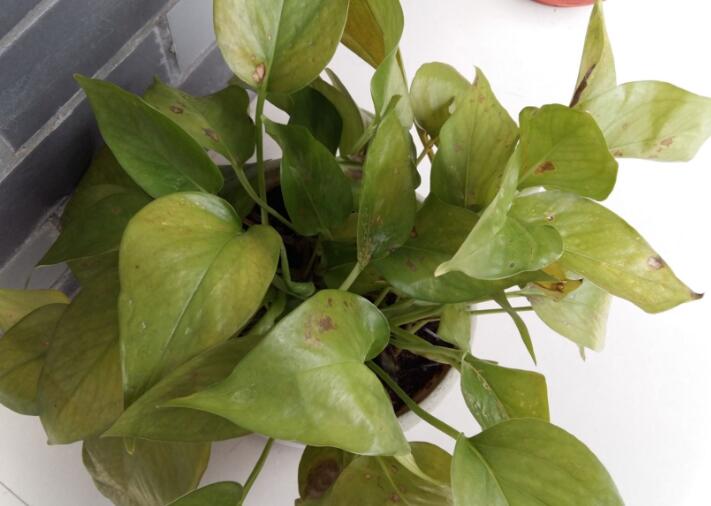 得了綠蘿細(xì)菌性葉斑病不驚慌，了解癥狀對(duì)癥下藥使方法