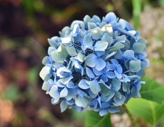 繡球花幾月扦插，二月萌芽扦插最佳