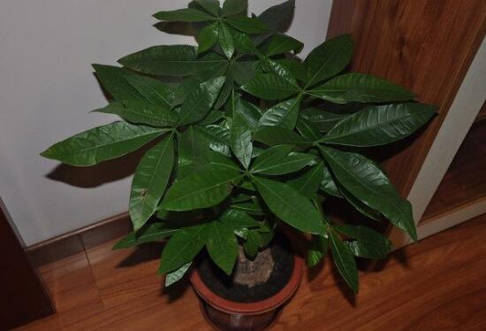 怎樣栽培發(fā)財(cái)樹，發(fā)財(cái)樹怎么種植方法