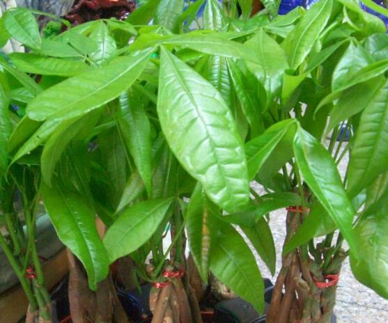 發(fā)財樹的種植技巧，教你七大方法養(yǎng)的青翠欲滴