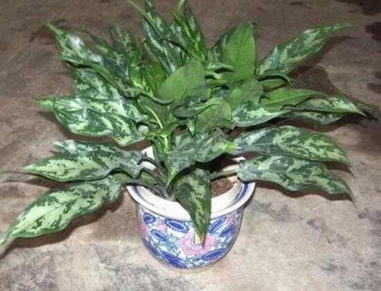 萬年青有哪些品種，萬年青的品種圖片大全
