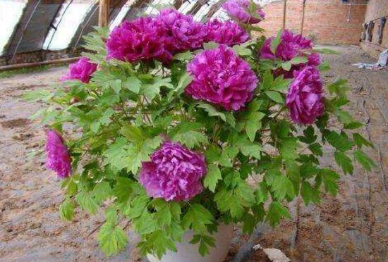 牡丹花怎么施肥，牡丹花施肥方法