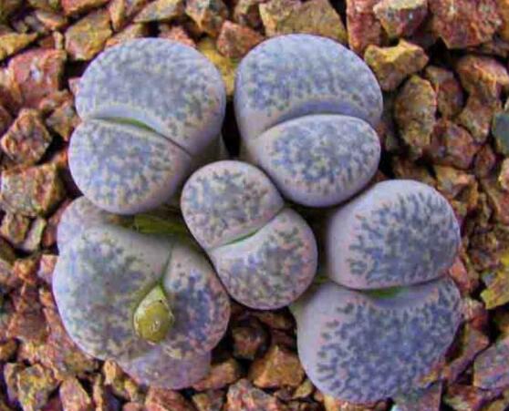 生石花移植方法，做好六點(diǎn)基本步驟成功率百分百