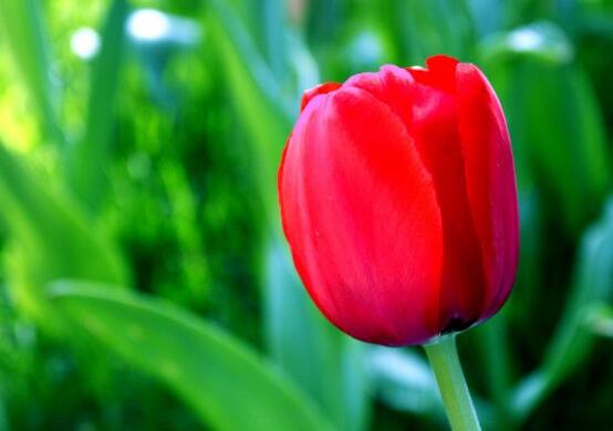 郁金香開(kāi)花時(shí)間，3-5月每天清晨七點(diǎn)開(kāi)花