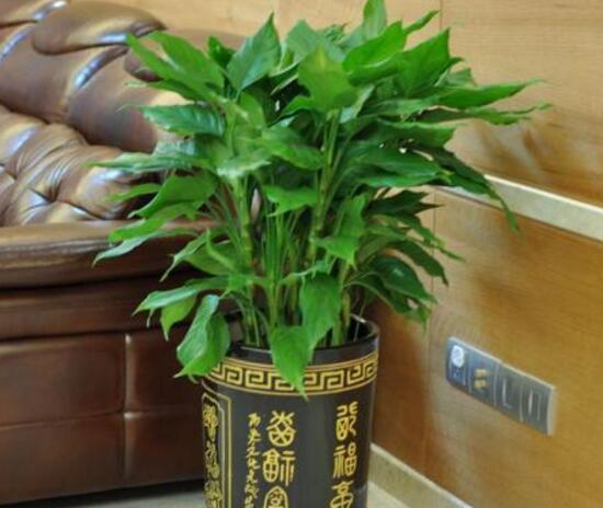萬年青長高了怎么修剪，萬年青的修剪方法