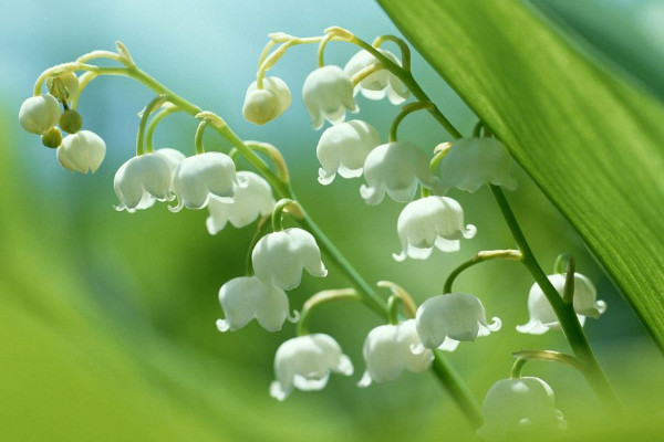 鈴蘭花的花語是什么，人格高尚/幸福歸來