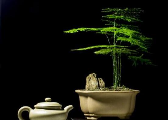 文竹怎么養(yǎng)，文竹怎么養(yǎng)才能更旺盛