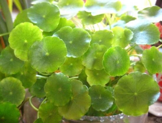 銅錢草葉子邊緣干枯，銅錢草葉子發(fā)黃怎么辦