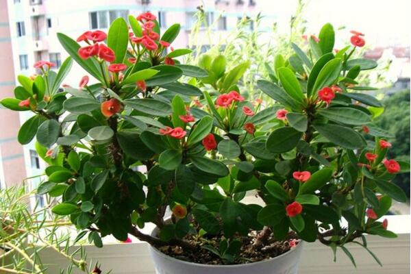 虎刺梅不開花怎么辦，加強(qiáng)通風(fēng)并增加光照