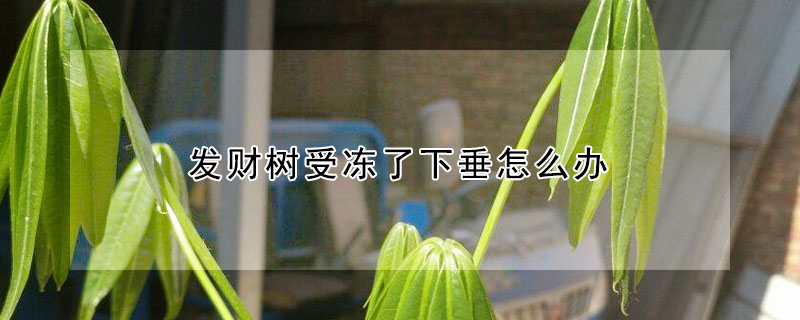 發(fā)財樹受凍了下垂怎么辦