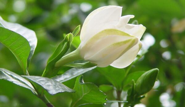 梔子花為什么不開花，5種原因以及處理方法