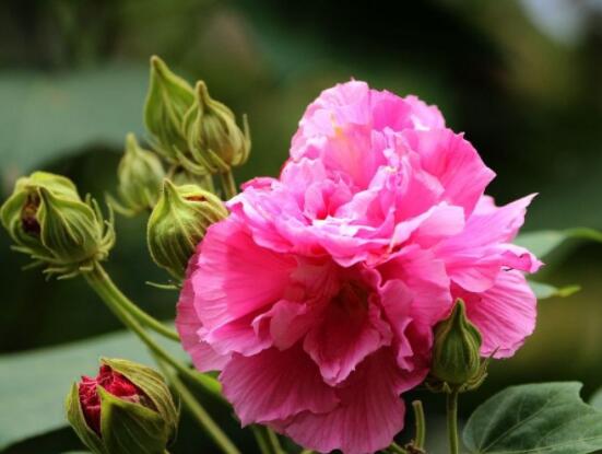芙蓉花的功效與作用，凈化空氣、固土護坡、調經止血