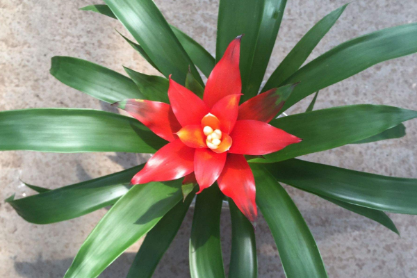 鴻運當頭的花為什么不紅了，多是養(yǎng)護不佳造成的