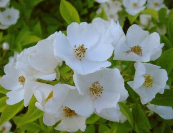 白色薔薇花，白色薔薇花特點