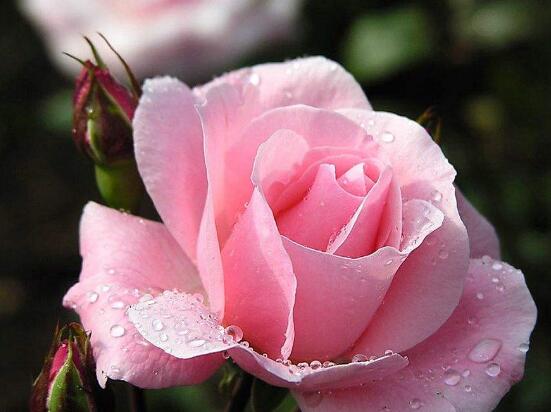 薔薇花的養(yǎng)殖方法和注意事項(xiàng)，八大養(yǎng)殖方法和注意事項(xiàng)