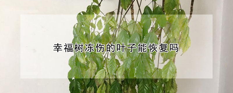 幸福樹凍傷的葉子能恢復(fù)嗎