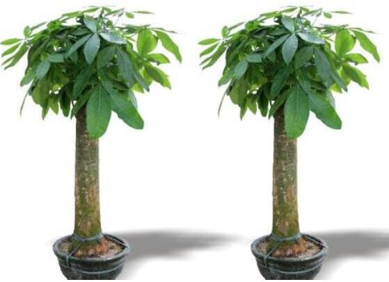 發(fā)財樹鋸斷后怎樣養(yǎng)活，及時消毒/做好澆水光照溫度