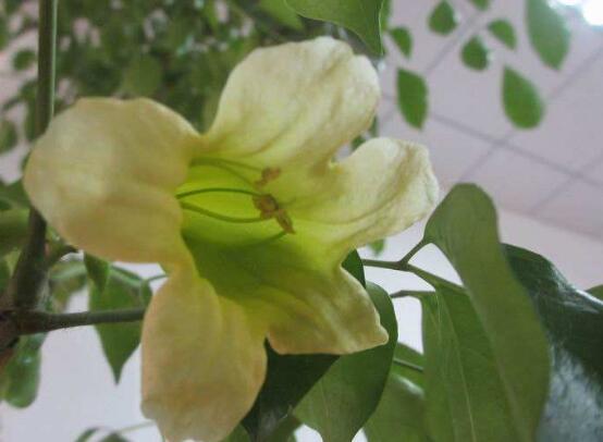 幸福樹(shù)開(kāi)花嗎，幸福樹(shù)開(kāi)花的寓意
