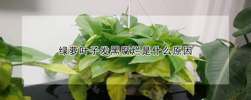 綠蘿葉子發(fā)黑腐爛是什么原因