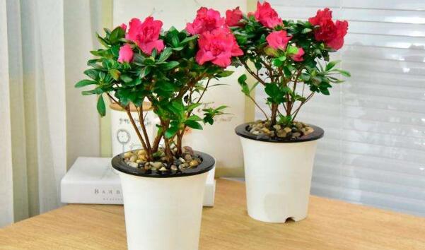 杜鵑花的資料，習(xí)性、種類以及花語的介紹