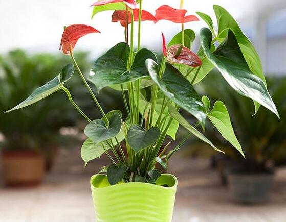紅掌有毒嗎，紅掌適合在室內(nèi)養(yǎng)嗎
