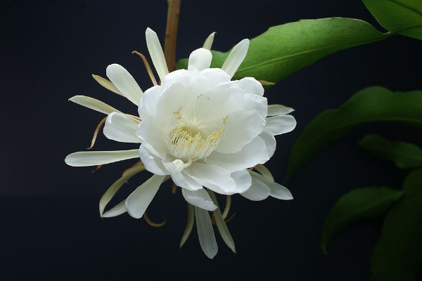 曇花為什么只能一現(xiàn)，生長(zhǎng)習(xí)性所決定