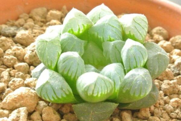 寶草多肉怎么養(yǎng)