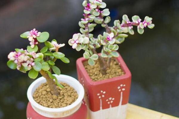 雅樂之舞養(yǎng)不出粉色，加強(qiáng)光照并補(bǔ)充養(yǎng)分